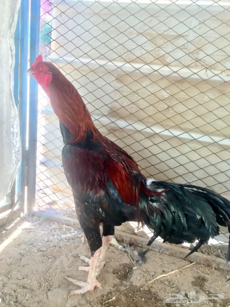 طقم دجاج باكستاني