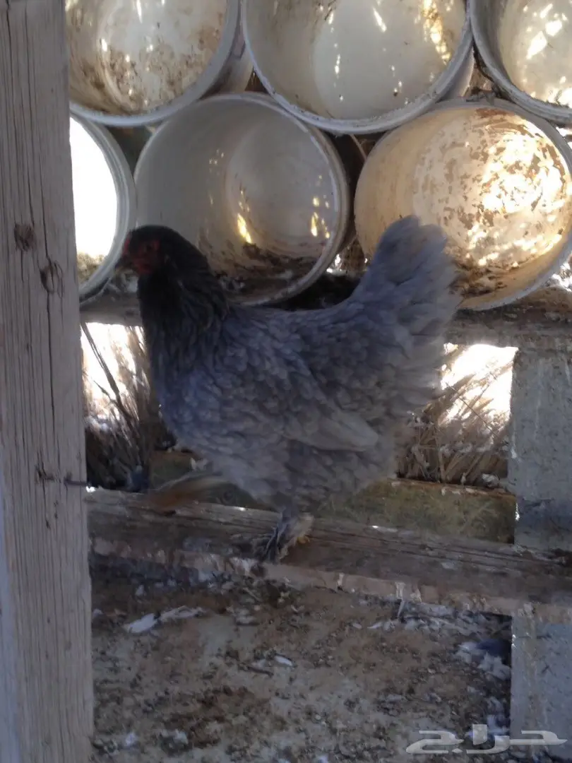 حمام للبيع  (image 1)