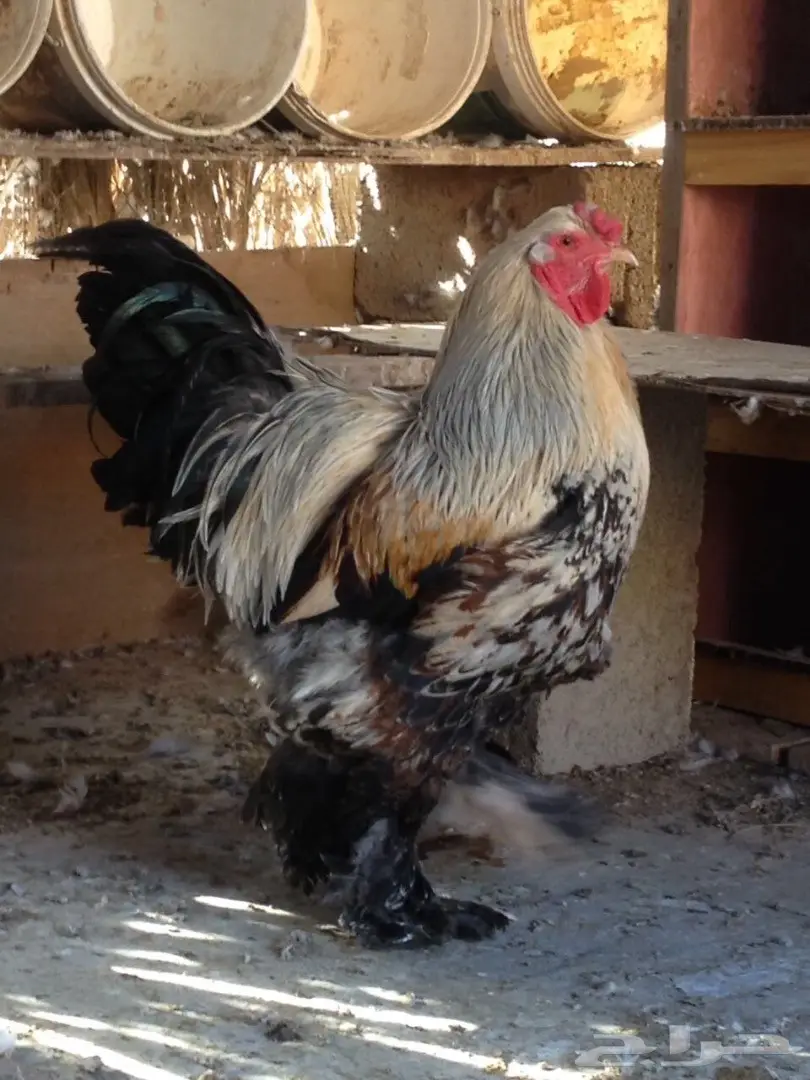 حمام للبيع  (image 2)