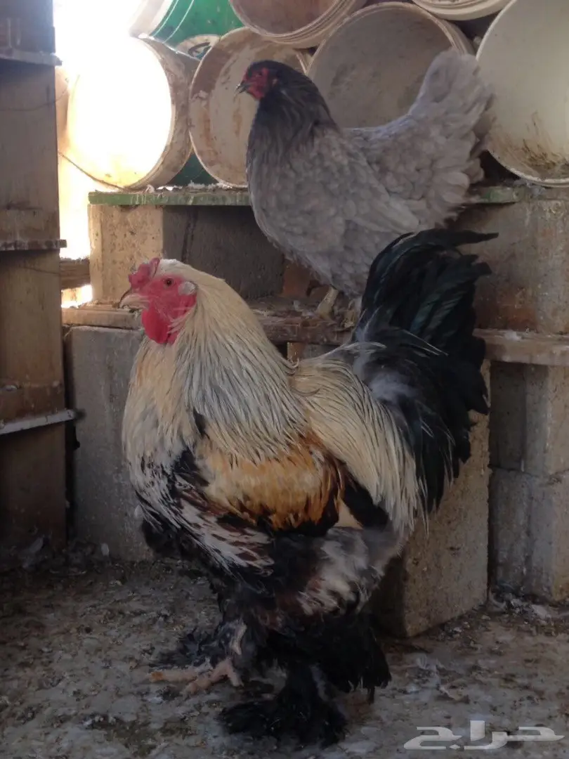 حمام للبيع  (image 3)