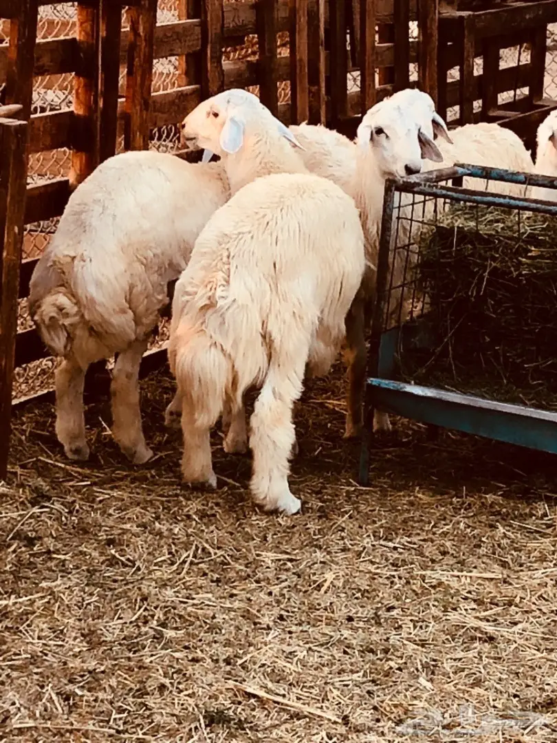 طليان حريه مقفله للبيع جمله وتفريد (image 1)