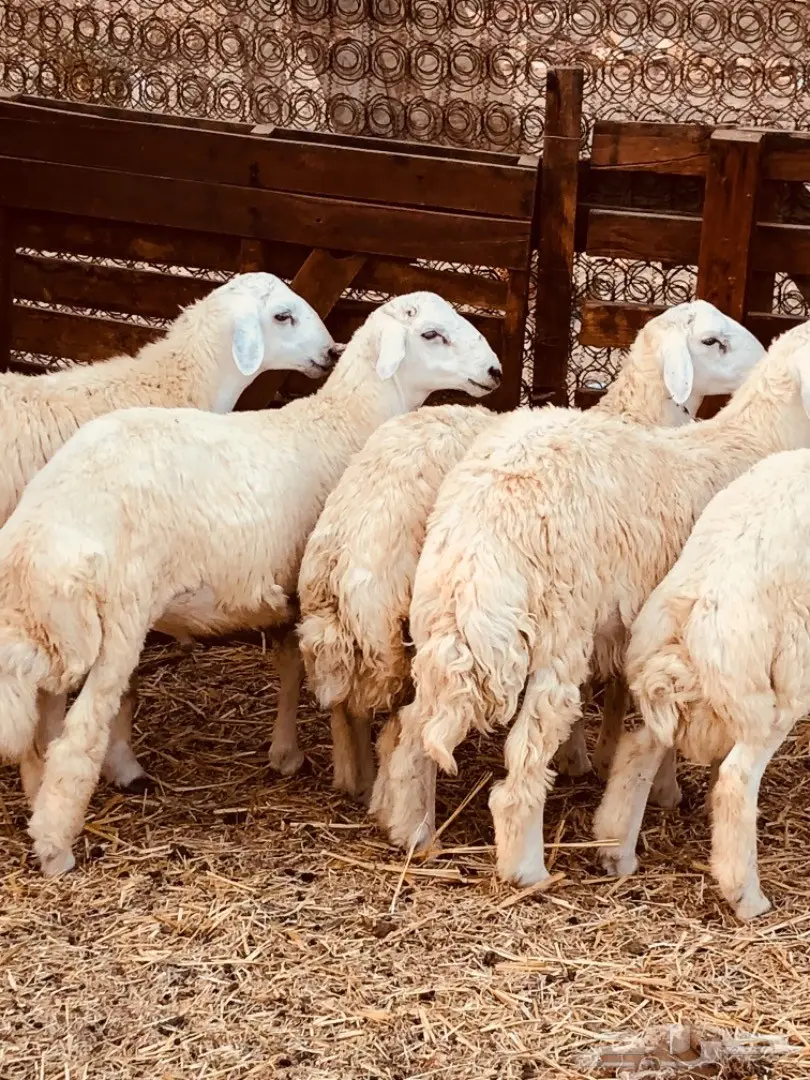 طليان حريه مقفله للبيع جمله وتفريد (image 3)