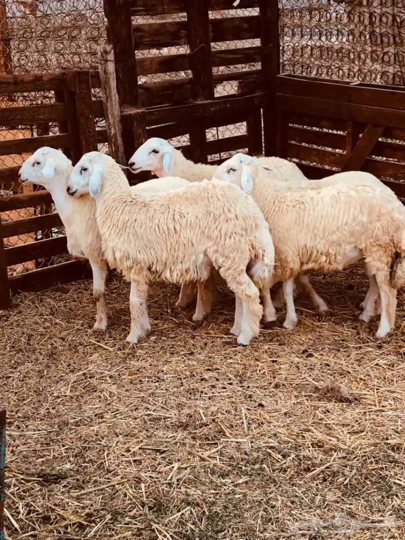 طليان حريه مقفله للبيع جمله وتفريد (image 6)