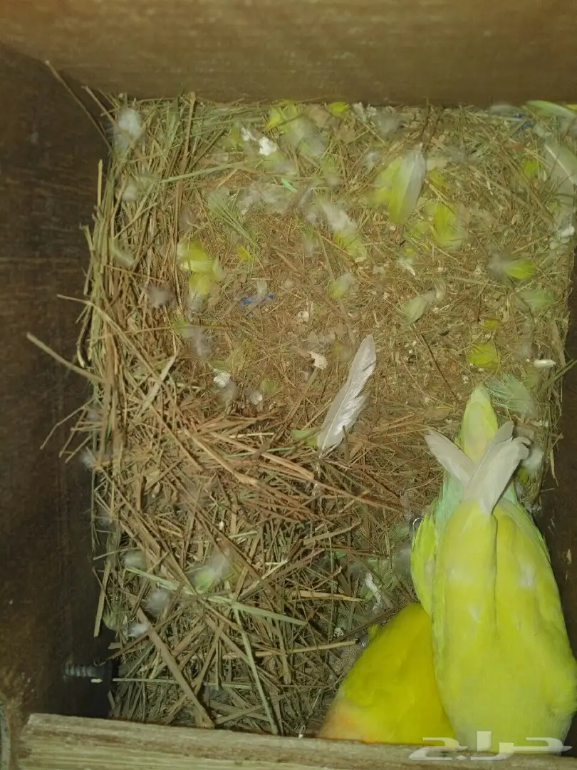 جوز روز منتج (image 2)