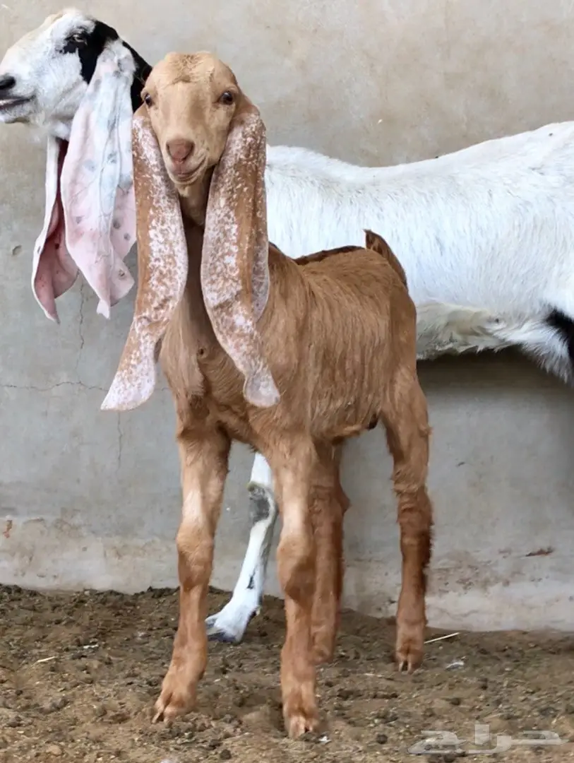 مشروع فحل لاهل الصفر (image 2)