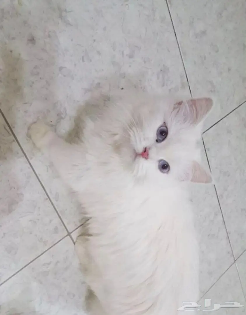 قطط للبيع في مكه وفيه توصيل لجده  (image 5)