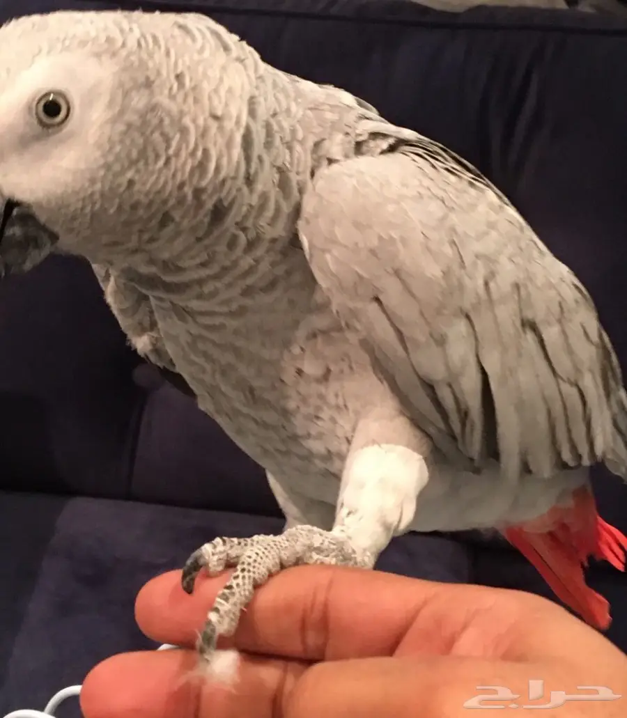 ببغاء كاسكو صيد  (image 3)