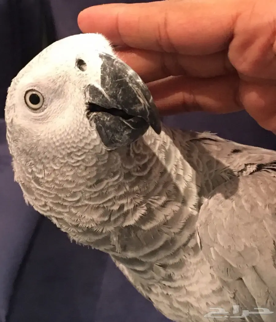 ببغاء كاسكو صيد  (image 1)