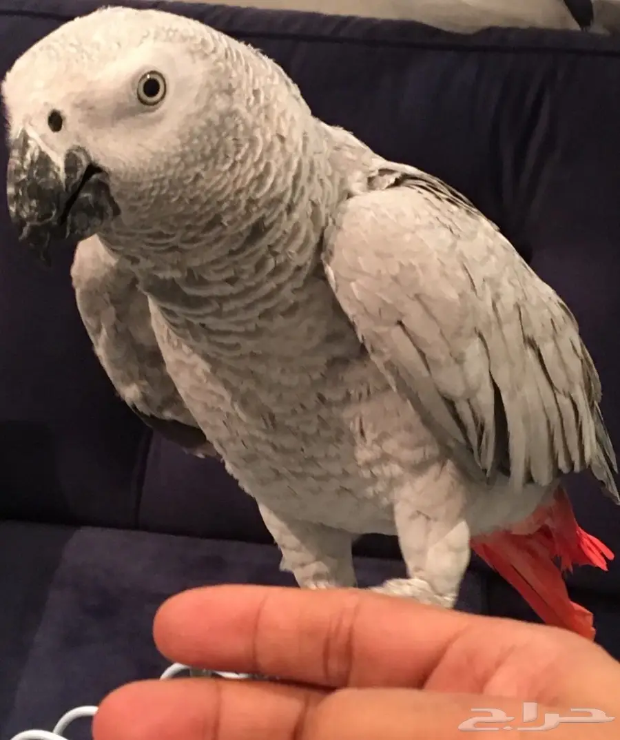 ببغاء كاسكو صيد  (image 2)