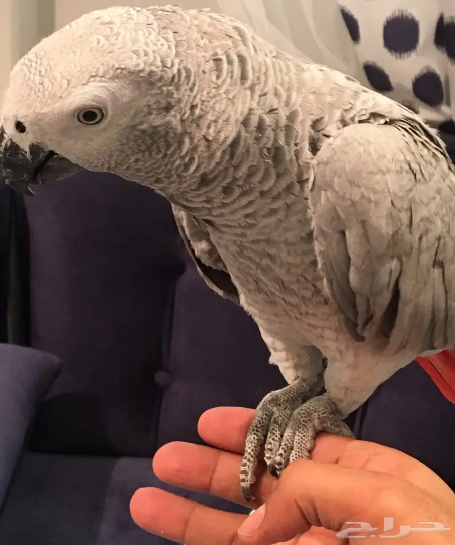 ببغاء كاسكو صيد  (image 5)