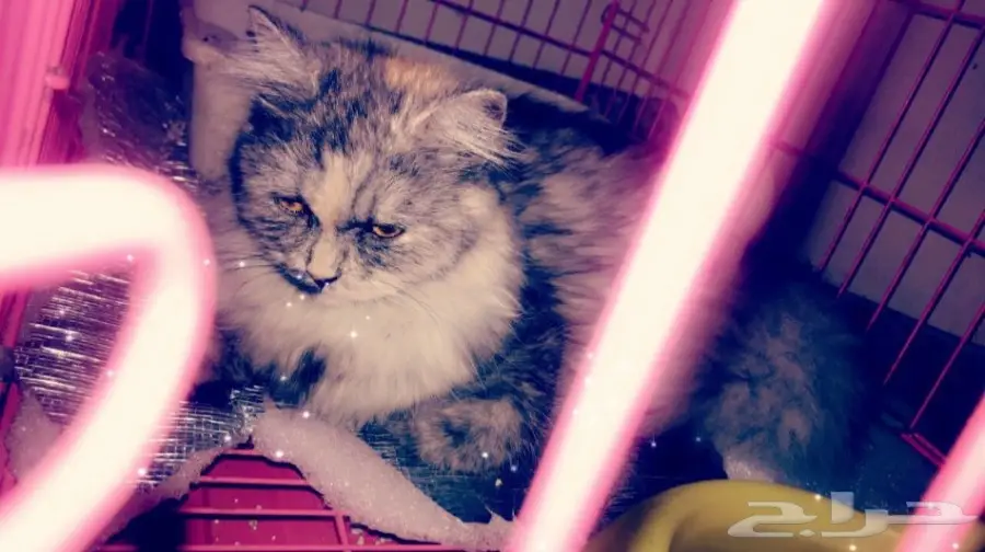 قطة شيرازيه للبيع. (image 4)