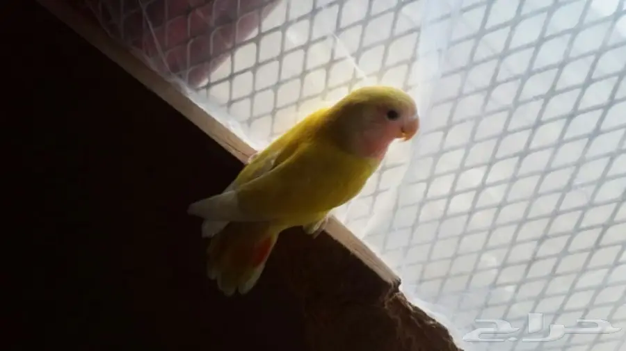 فرخ روز للبيع المستعجل (image 1)