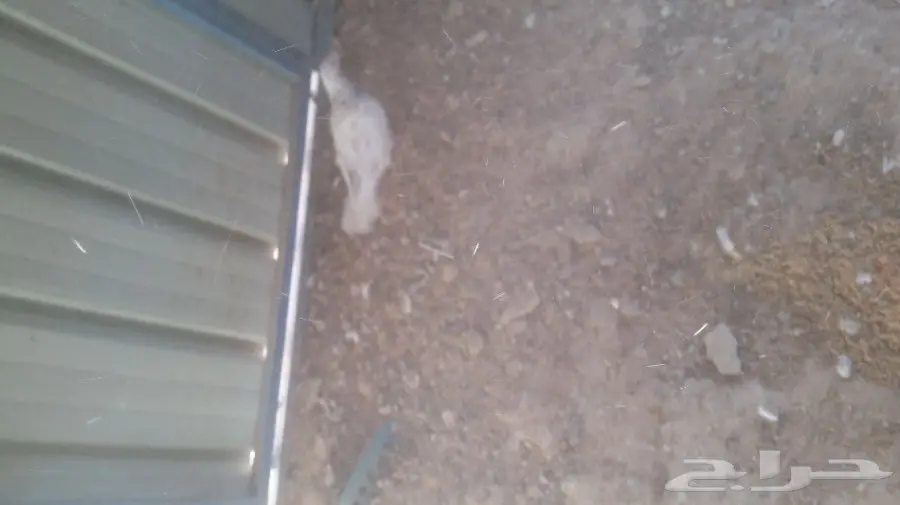 حمام تركي  (image 2)