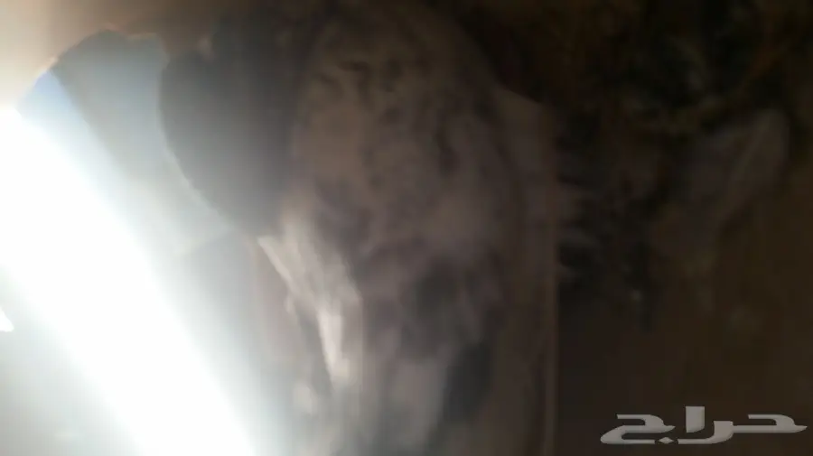 حمام تركي  (image 3)