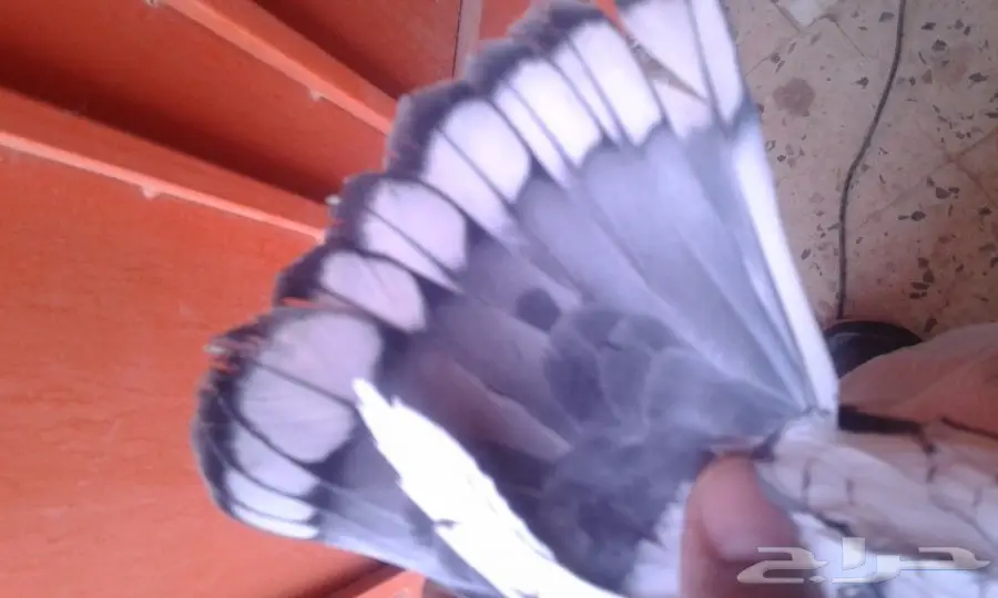 انثى حب رمان صافيه وباره (image 2)