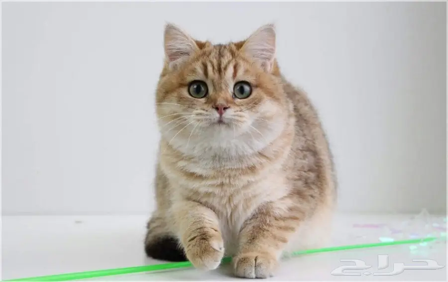 قطة بريطانية شينشيلا سلالة مميزة للبيع (image 6)
