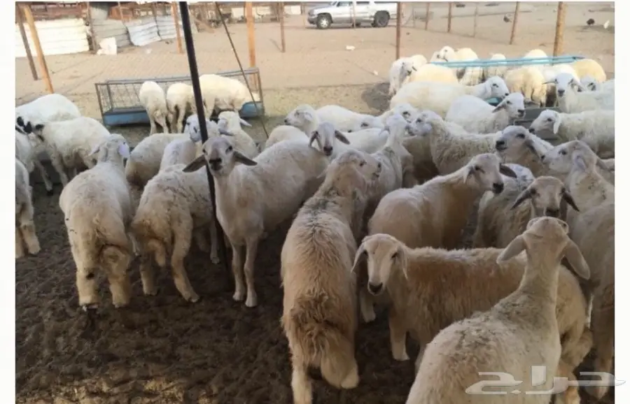 طليان حريه مع الذبح والتوصيل (image 7)