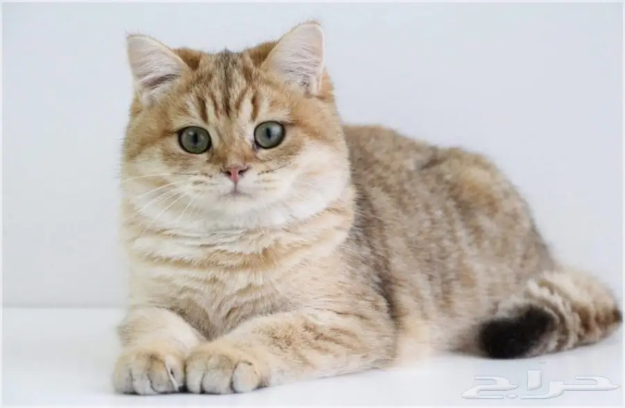 قطة بريطانية شينشيلا سلالة مميزة للبيع