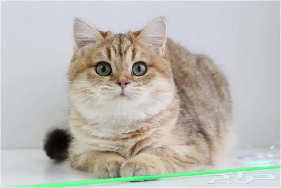 قطة بريطانية شينشيلا سلالة مميزة للبيع (image 1)