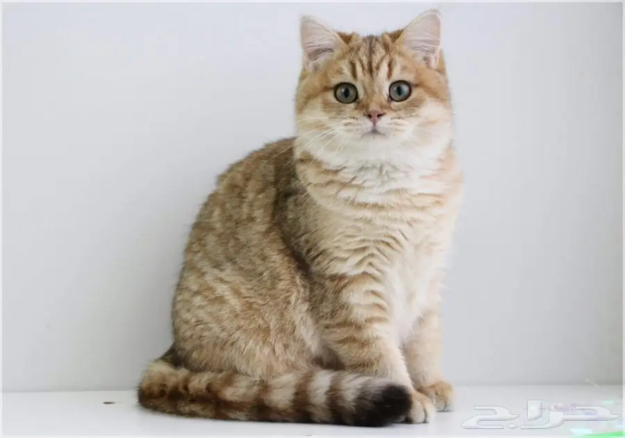 قطة بريطانية شينشيلا سلالة مميزة للبيع (image 3)