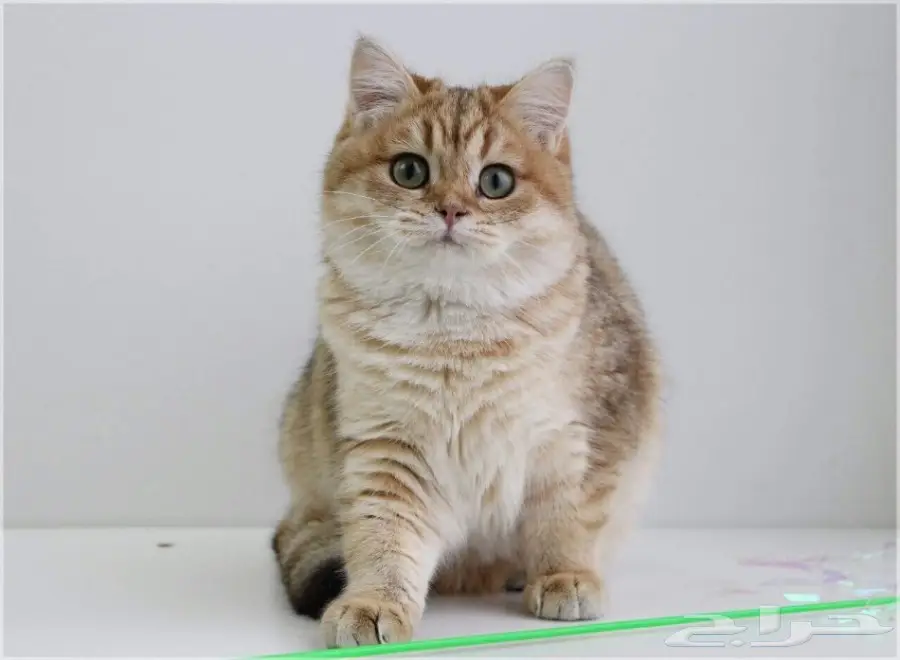 قطة بريطانية شينشيلا سلالة مميزة للبيع (image 4)