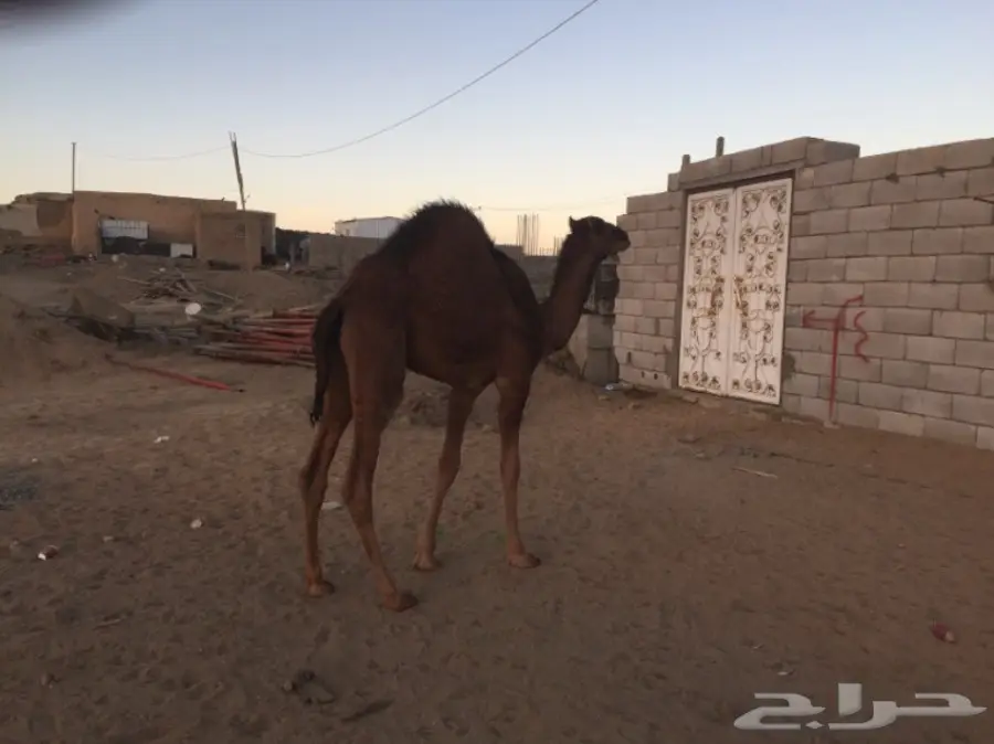 حاشي للبيع (image 1)