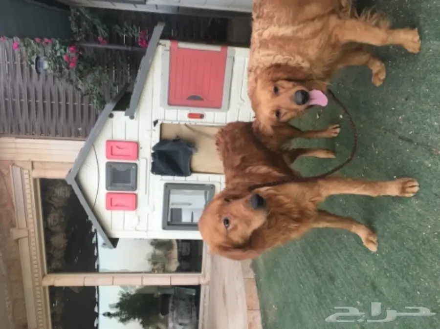 زوج قولدن  (image 1)