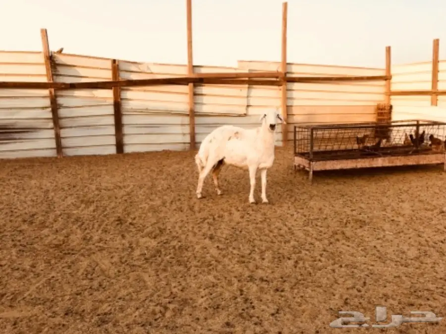 نعجة حريه حايل مقفله شحم ولحم