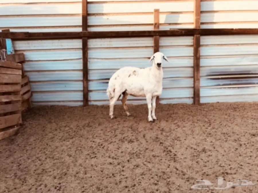 نعجة حايل - جمع السن (image 2)