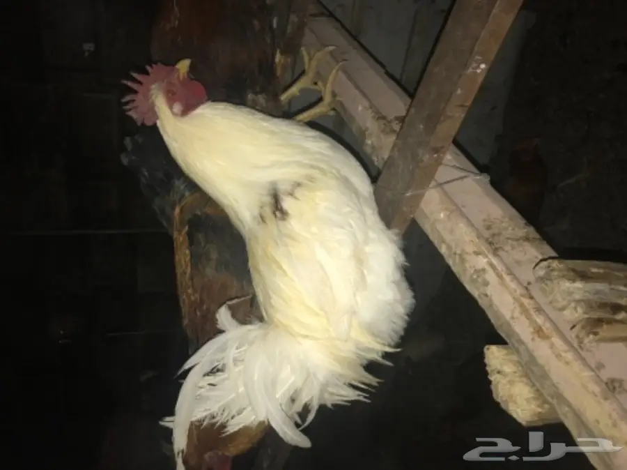 ديوك بلدي عدد 60