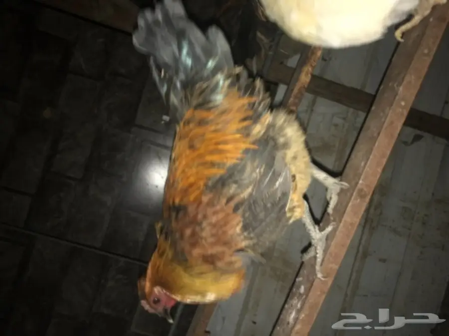 ديوك بلدي مميزة للبيع - فرصة لا تُفوّت! (image 1)