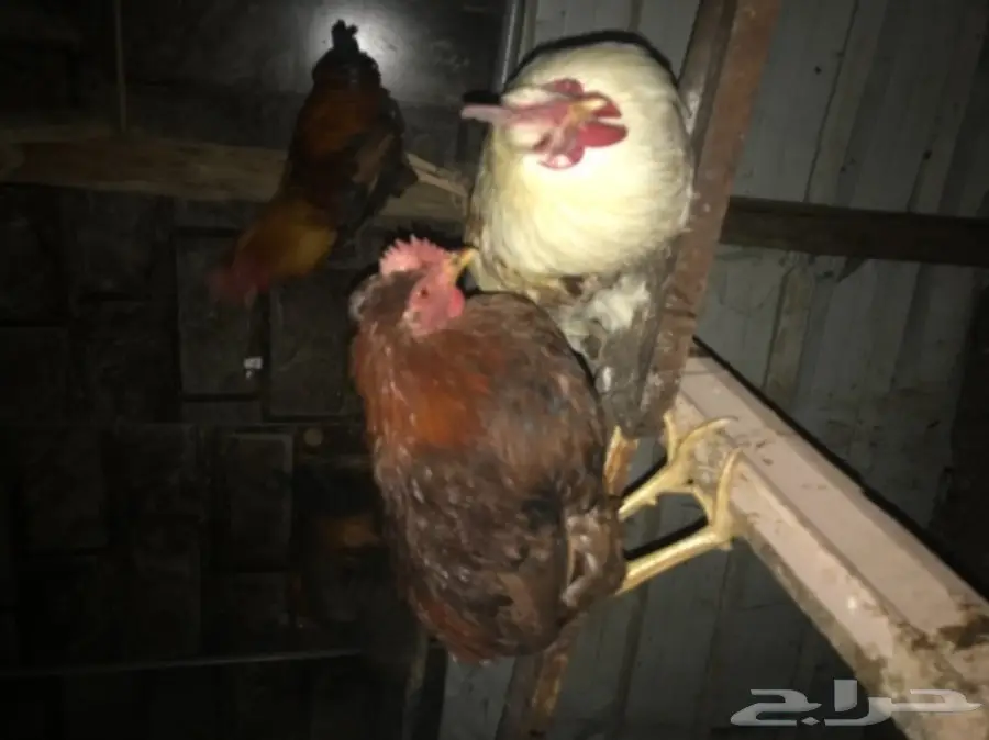 ديوك بلدي مميزة للبيع - فرصة لا تُفوّت! (image 2)