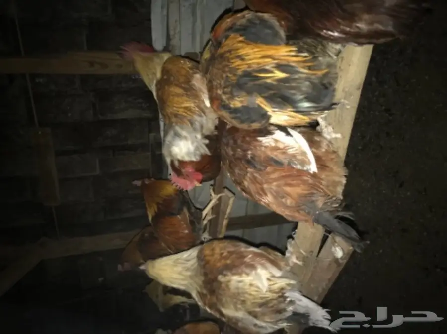 ديوك بلدي مميزة للبيع - فرصة لا تُفوّت! (image 4)