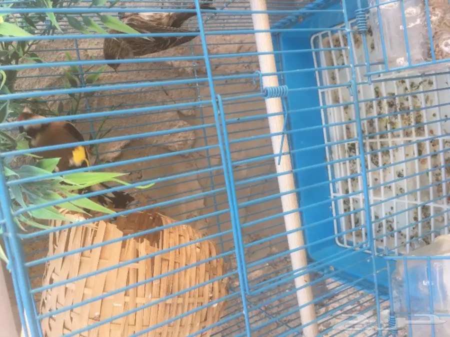 طيور حسون منتج (image 7)