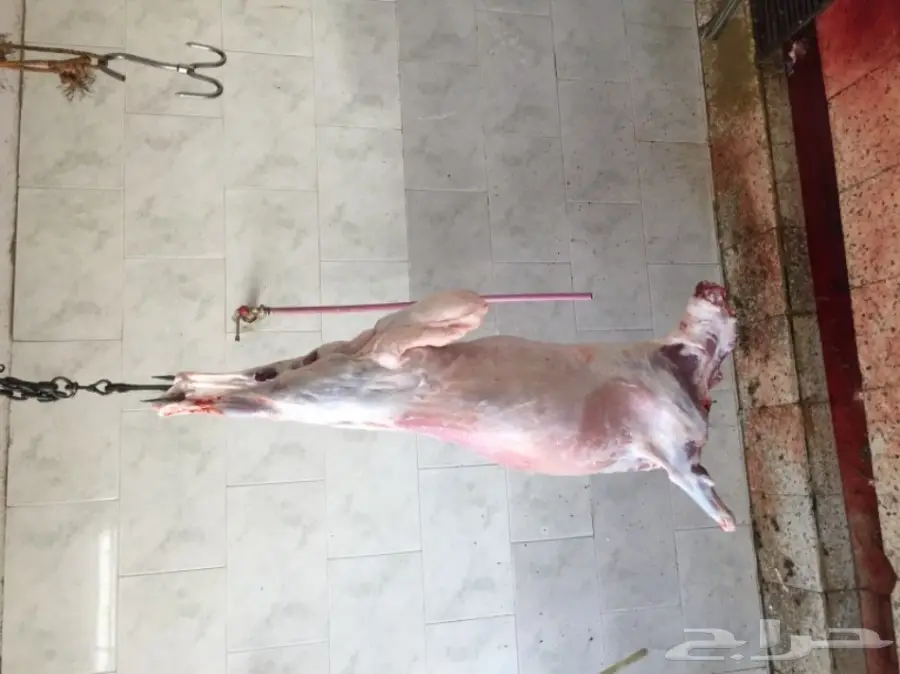 ذبايح حرية مصلوخة وموصلة