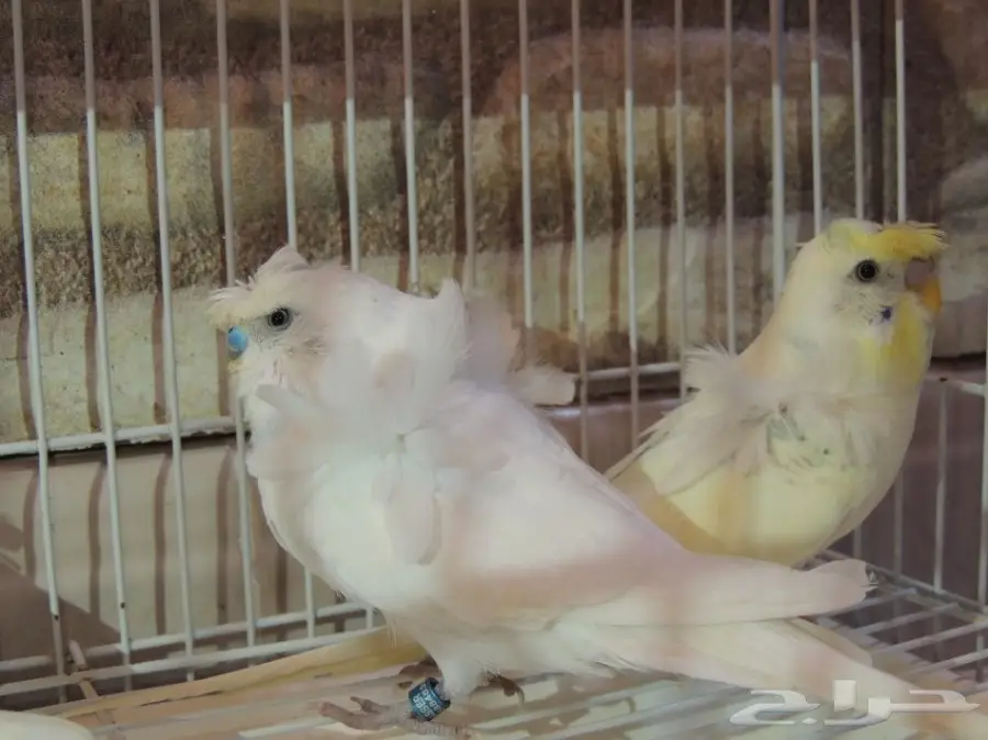 فحل هوقو ليموني  (image 2)