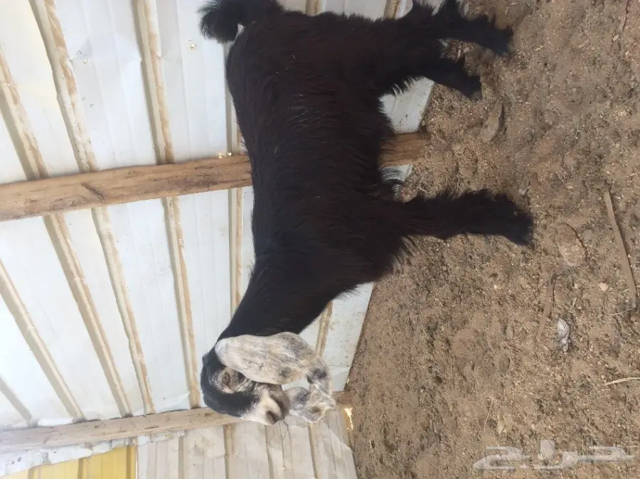 جفرة عارضية مزيونه