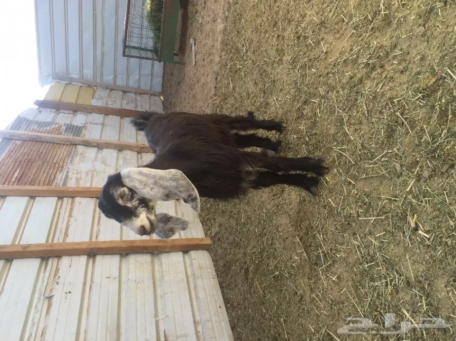 جفرة عارضية مزيونه (image 2)