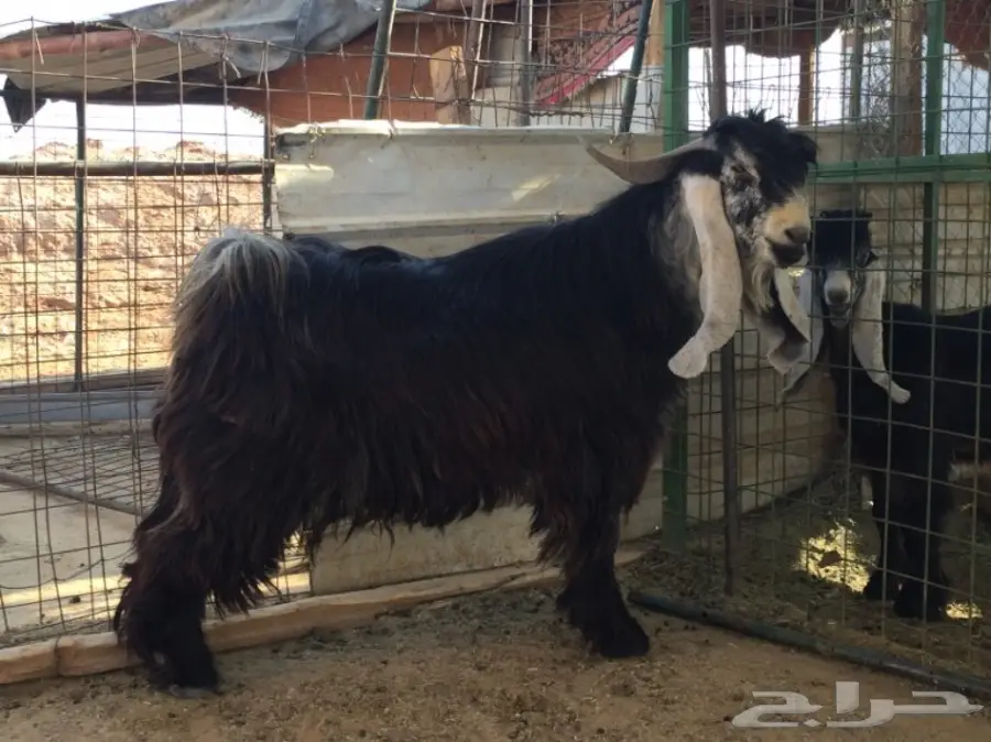 فحل عارٍ... فرصة لا تُفوّت!