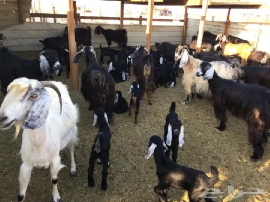 معزا عوارض ومصريات للبيع 