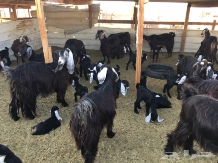 معزا عوارض ومصريات للبيع  (image 1)