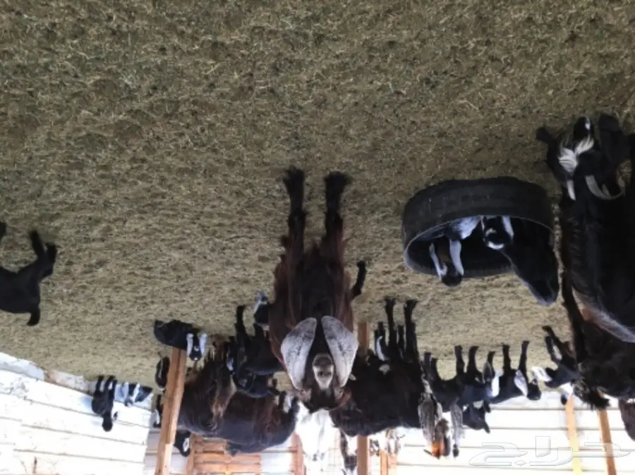 معزا عوارض ومصريات للبيع  (image 2)