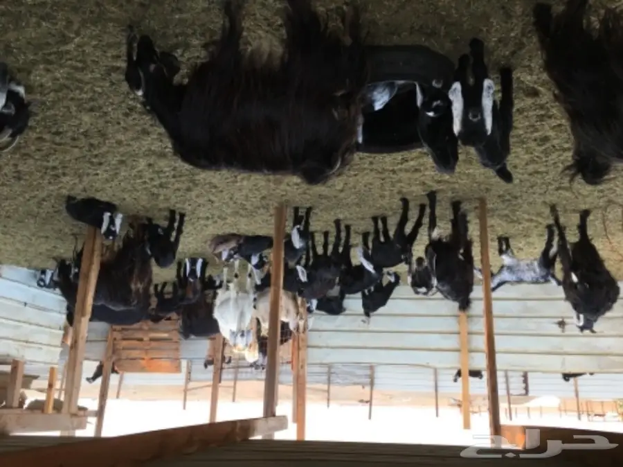 معزا عوارض ومصريات للبيع  (image 3)