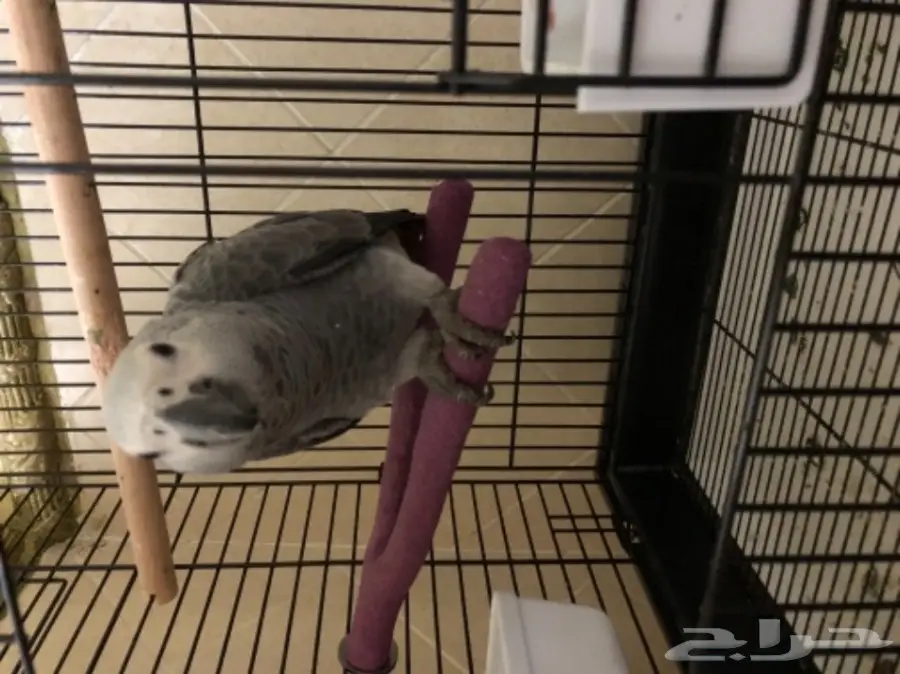 بغبغاء كاسكو فرخ 