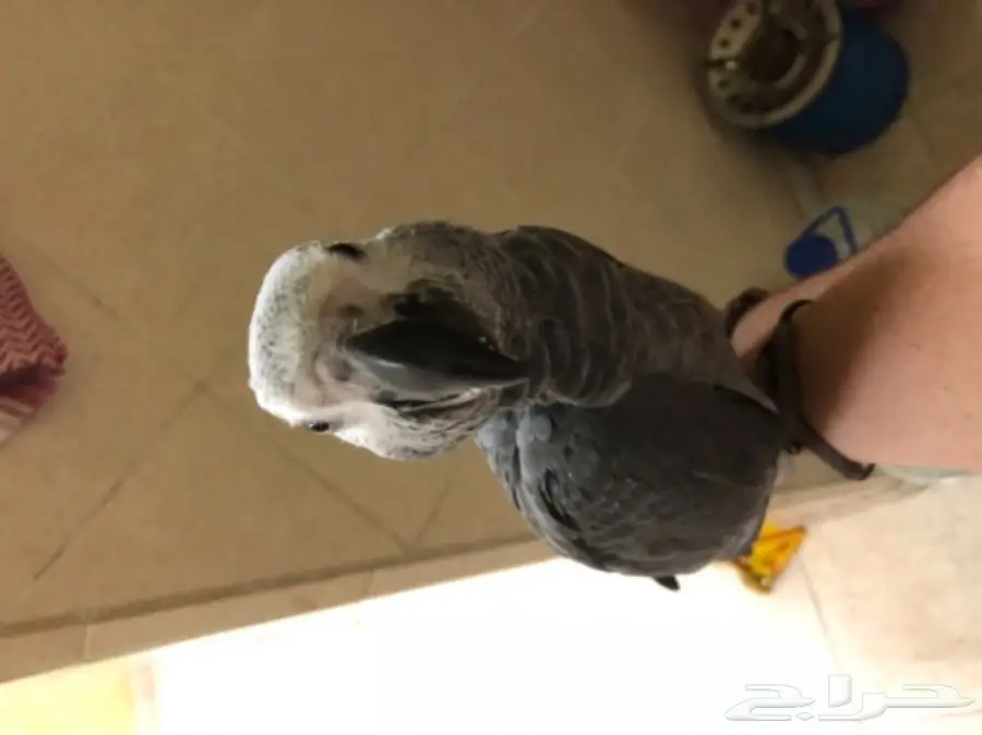 بغبغاء كاسكو فرخ  (image 1)