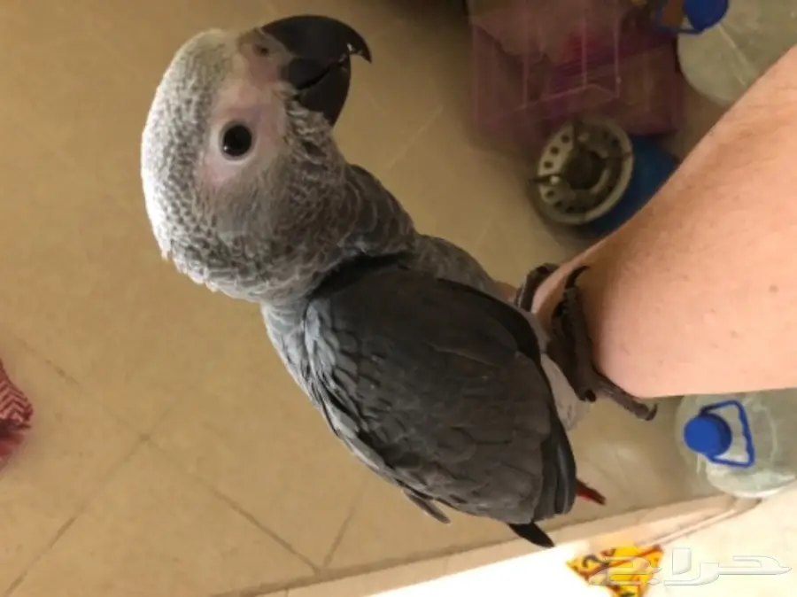 بغبغاء كاسكو فرخ  (image 2)