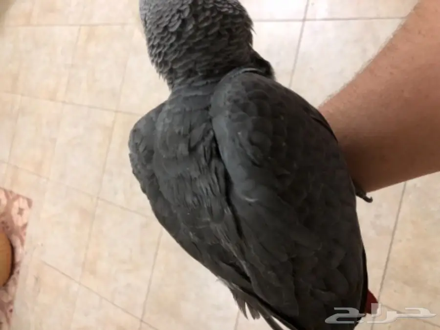 بغبغاء كاسكو فرخ  (image 3)