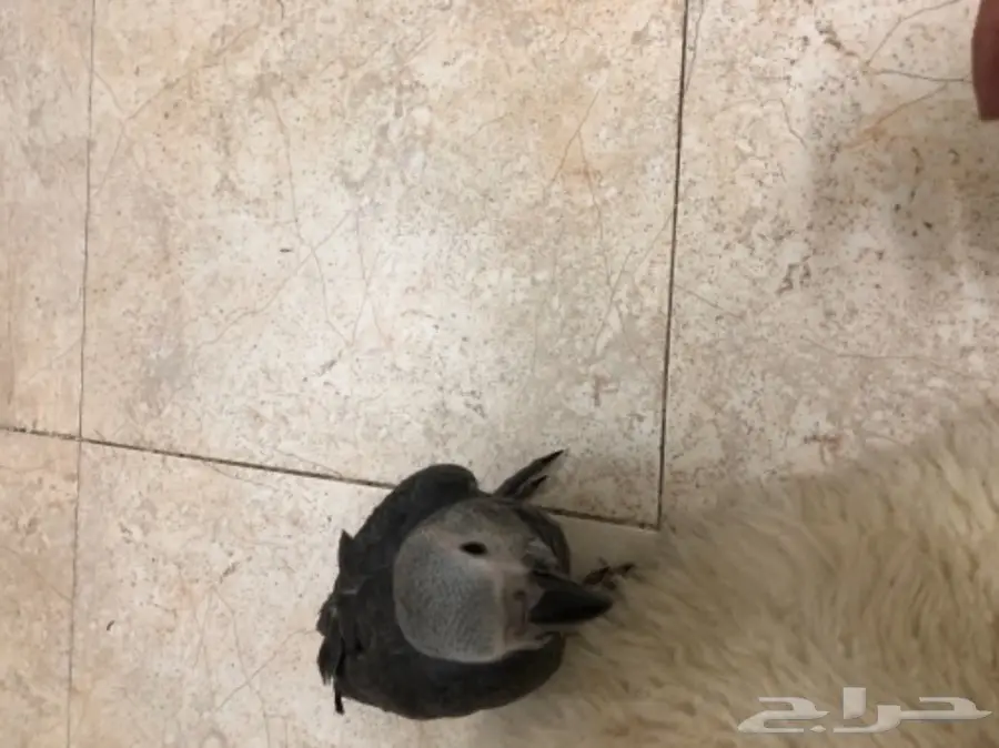 بغبغاء كاسكو فرخ  (image 4)