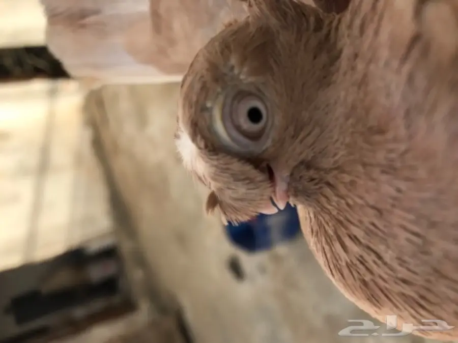 للبيع اوزبك