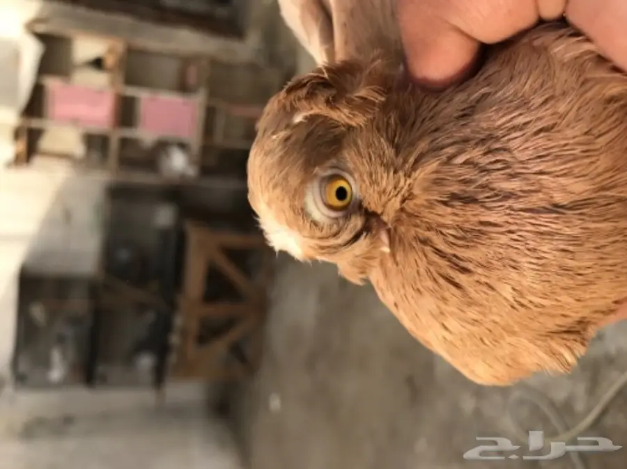 للبيع اوزبك (image 1)